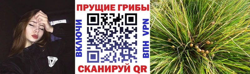 Галлюциногенные грибы Psilocybine cubensis  где купить наркоту  Красноуральск 